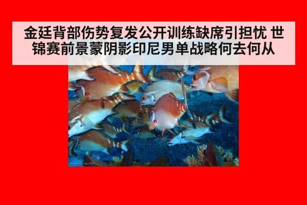 金廷背部伤势复发公开训练缺席引担忧 世锦赛前景蒙阴影印尼男单战略何去何从